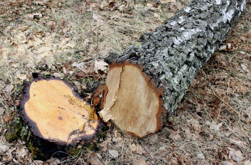 southlake-tree-service-company-storm-damage-clean-up-2_orig