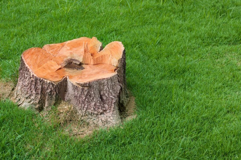 southlake-tree-service-company-stump-grinding-removal-1_orig
