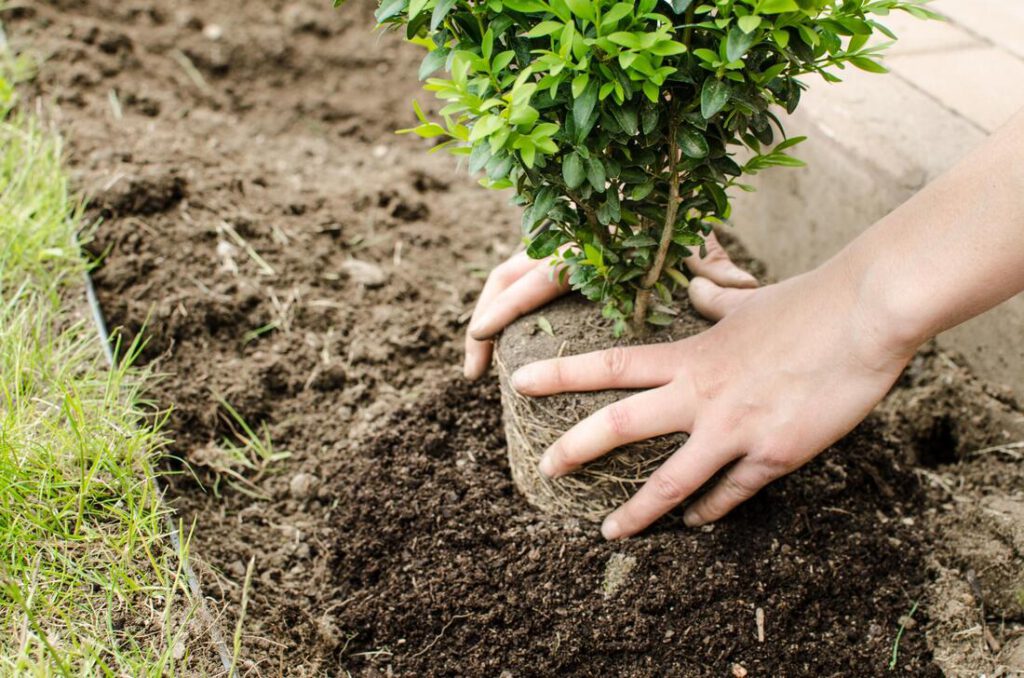 southlake-tree-service-company-tree-planting-moving-1_orig