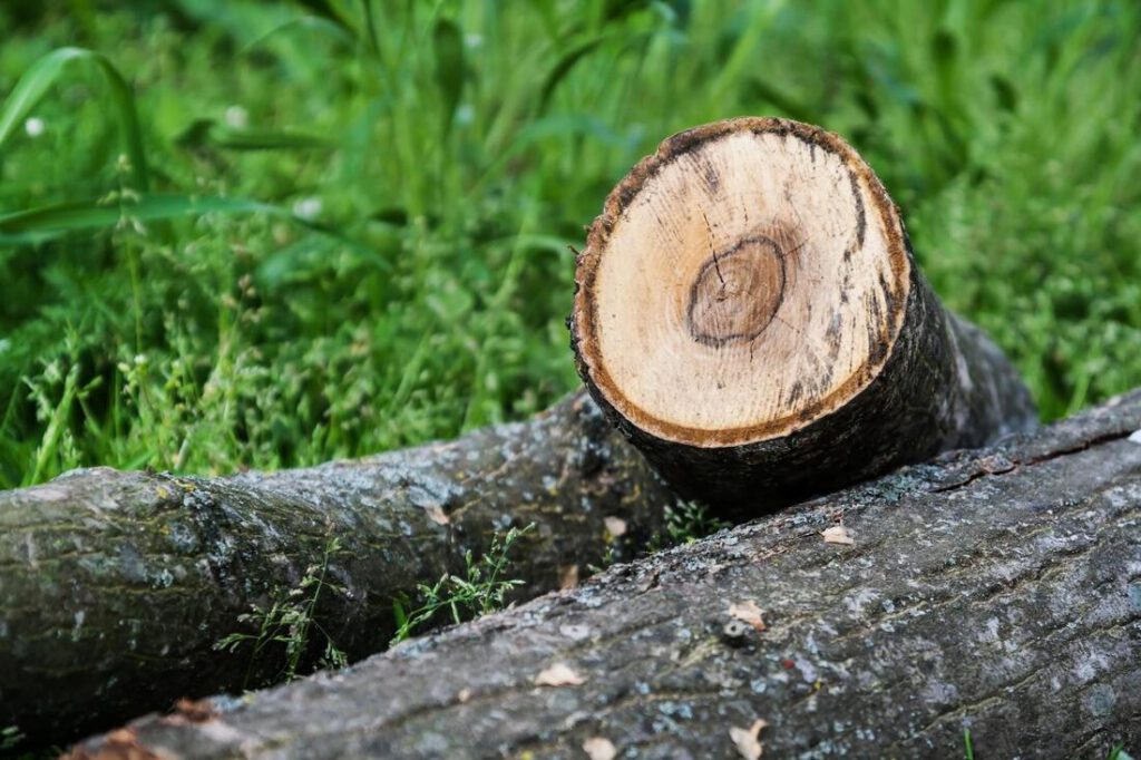 southlake-tree-service-company-tree-removal-disposal-1_orig